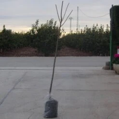 Ciruelo Black Amber -Semillas De Plantas ciruelo black amber 1