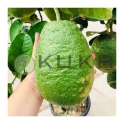 Citrus Medica Cidro -Semillas De Plantas citrus medica cidro 1