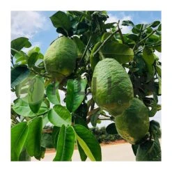 Citrus Medica Cidro -Semillas De Plantas citrus medica cidro 2