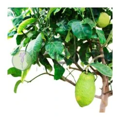 Citrus Medica Cidro -Semillas De Plantas citrus medica cidro 3