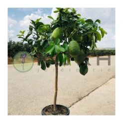 Citrus Medica Cidro -Semillas De Plantas citrus medica cidro 4