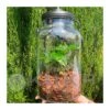 Coffea Arabica Bottle Light -Semillas De Plantas coffea arabica bottle light