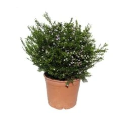 Coleonema Pulchrum -Semillas De Plantas coleonema pulchrum 1