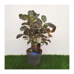 Cotinus Coggygria Royal Purple -Semillas De Plantas cotinus coggygria royal purple 1