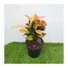 Croton Iceton -Semillas De Plantas croton iceton