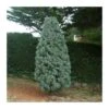 Cupressus Arizonica -Semillas De Plantas cupressus arizonica