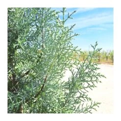 Cupressus Arizonica -Semillas De Plantas cupressus arizonica 2