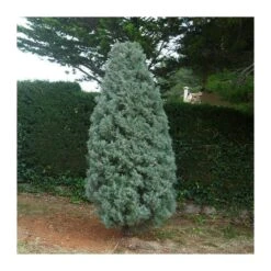 Cupressus Arizonica