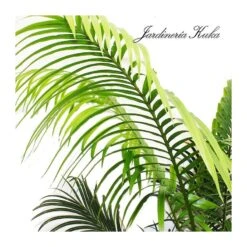 Cyca Rumphii -Semillas De Plantas cyca rumphii 2