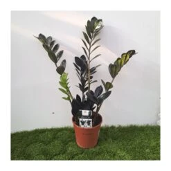 Cyca Zamioculca Zamifolia Raven