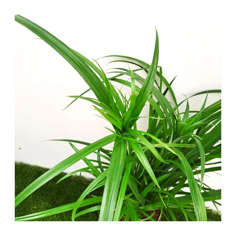 Cyperus Papirus 4 Cyperus Papirus - Imagen 2