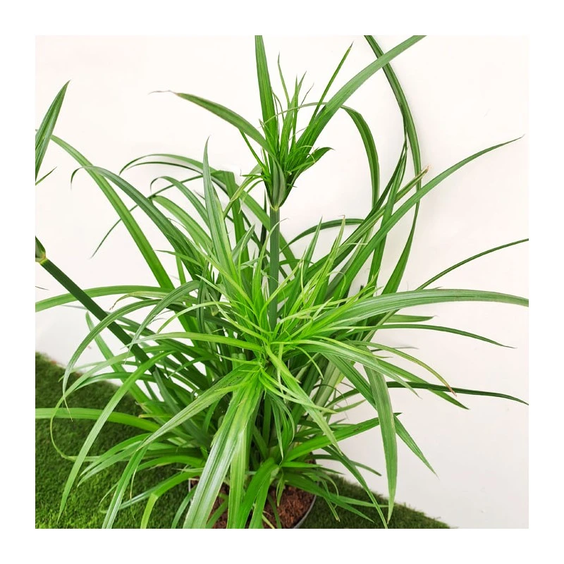 Cyperus Papirus 5 Cyperus Papirus - Imagen 3