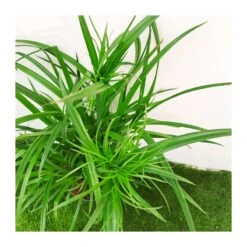 Cyperus Papirus 9 Cyperus Papirus -Semillas De Plantas cyperus papirus 3