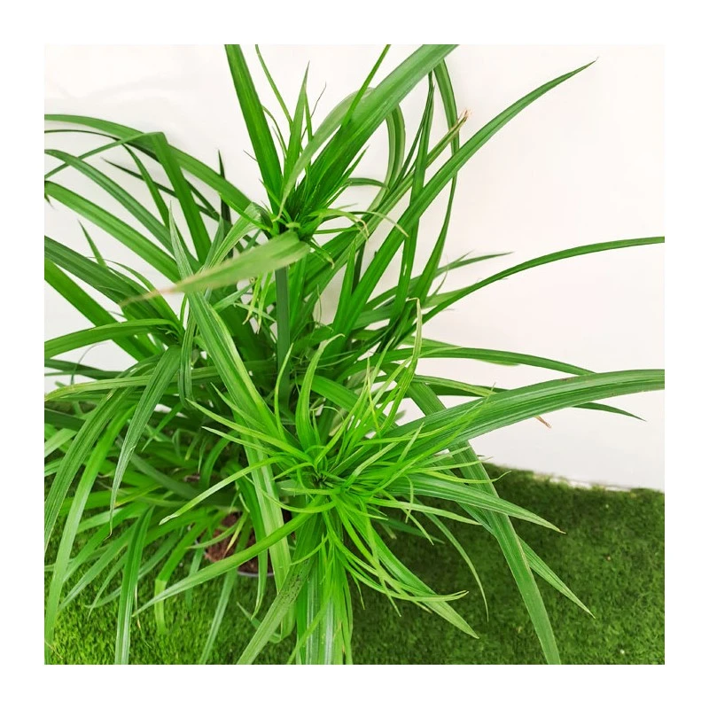 Cyperus Papirus 6 Cyperus Papirus - Imagen 4
