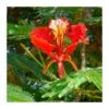 Delonix Regia. Ejemplar -Semillas De Plantas delonix regia ejemplar