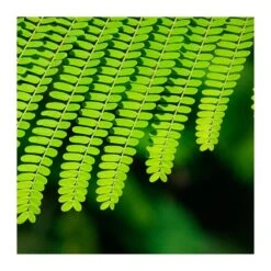 Delonix Regia. Ejemplar -Semillas De Plantas delonix regia ejemplar 2