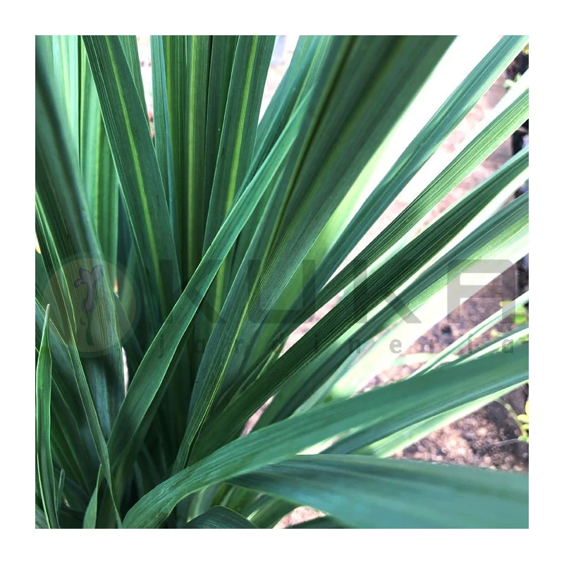 Dracaena Indivisa 4 Dracaena Indivisa - Imagen 2