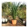 Dracaena Indivisa 2 Dracaena Indivisa -Semillas De Plantas dracaena indevisa