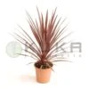 Dracena Australis Red Star -Semillas De Plantas dracena australis red star