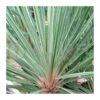 Dracena Indivisa Australis Pink Champagne -Semillas De Plantas dracena indivisa australis pink champagne