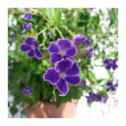 Semillas De Plantas -Semillas De Plantas duranta erecta repens 1