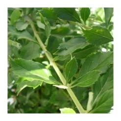 Duranta Erecta Repens -Semillas De Plantas duranta erecta repens 2