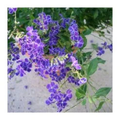 Duranta Erecta Repens