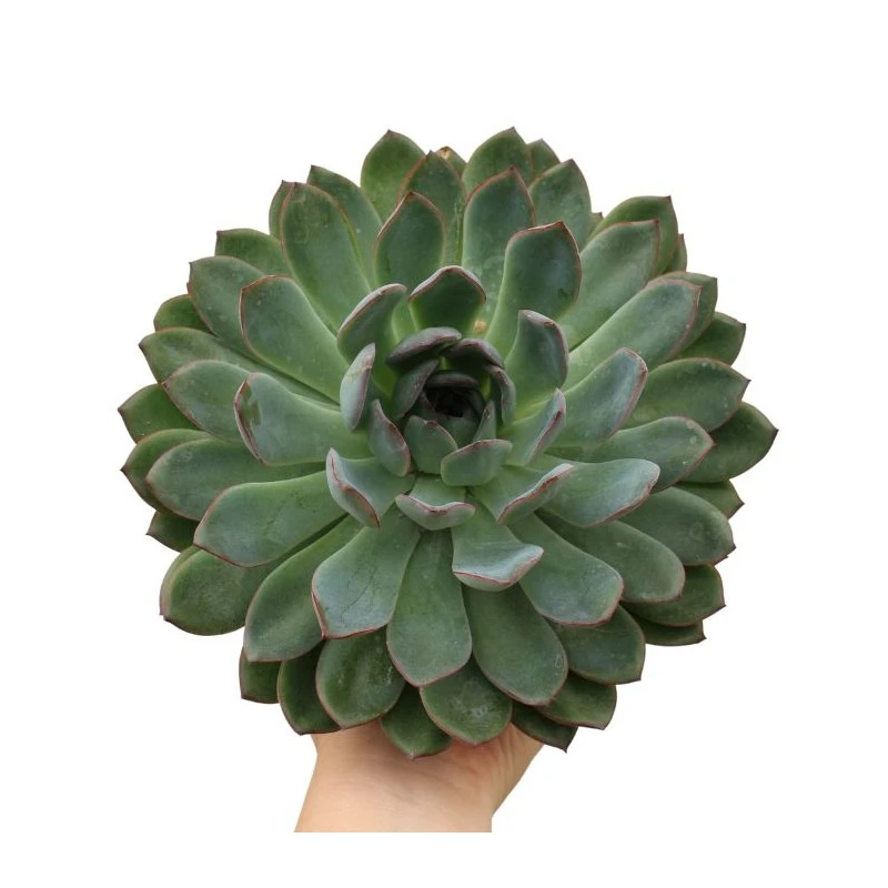 Echeveria Pelisuda 4 Echeveria Pelisuda - Imagen 2