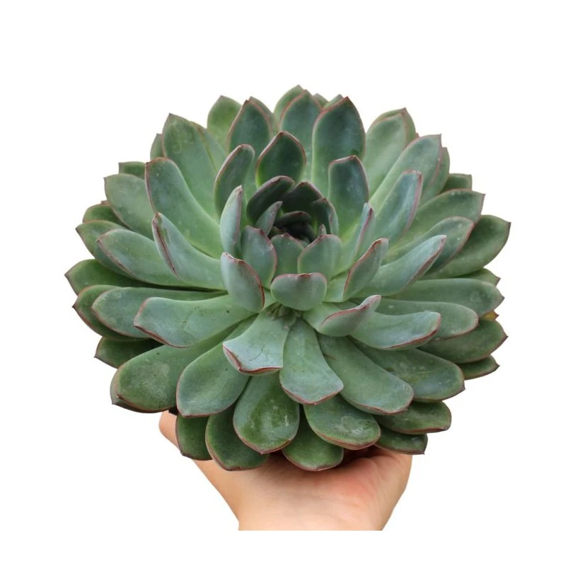 Echeveria Pelisuda 3 Echeveria Pelisuda