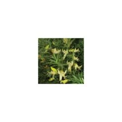 Eremophila Maculata Aurea