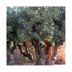 Erythrina Cristagalli -Semillas De Plantas erythrina cristagalli ejemplar 2