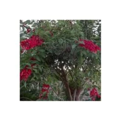 Erythrina Cristagalli
