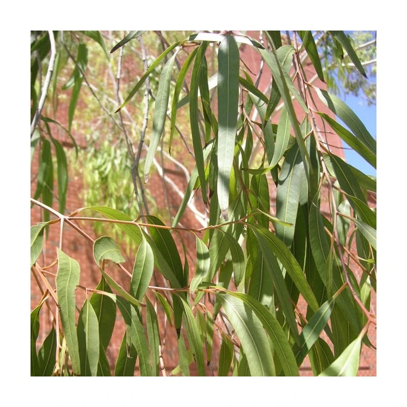 Eucalyptus Citriodora 3 Eucalyptus Citriodora