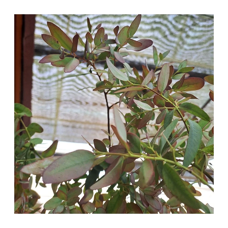 Eucalyptus Parvifolia 3 Eucalyptus Parvifolia