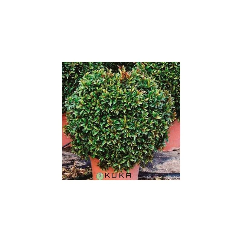 Eugenia Myrtifolia Compacta 3 Eugenia Myrtifolia Compacta