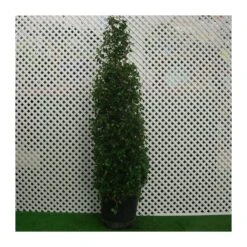 Eugenia New Port 7 Eugenia New Port -Semillas De Plantas eugenia new port 2