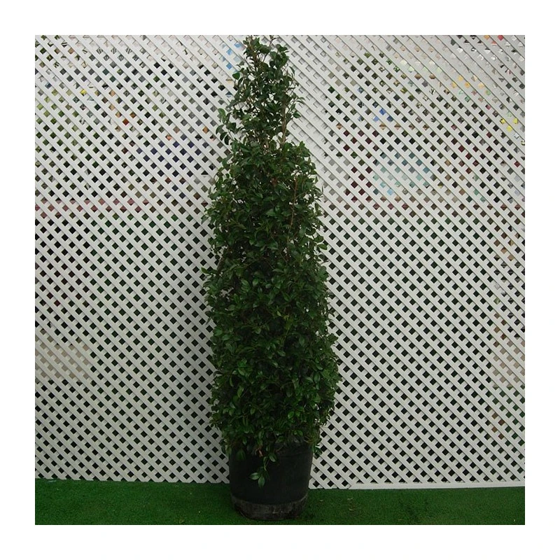 Eugenia New Port 5 Eugenia New Port - Imagen 3