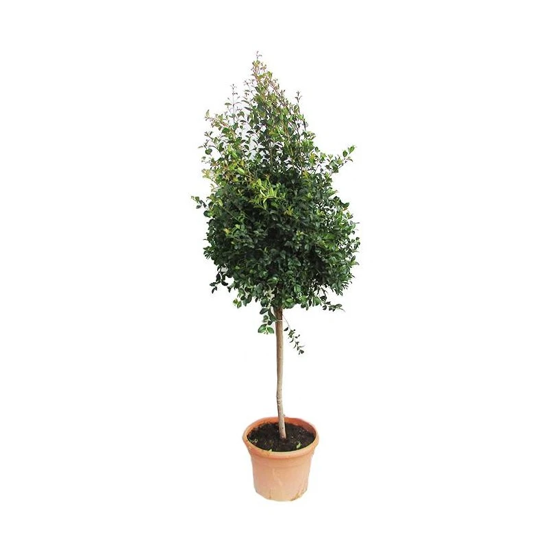 Eugenia New Port 3 Eugenia New Port