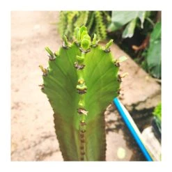 Euphorbia Candelabrum -Semillas De Plantas euphorbia candelabrum 1