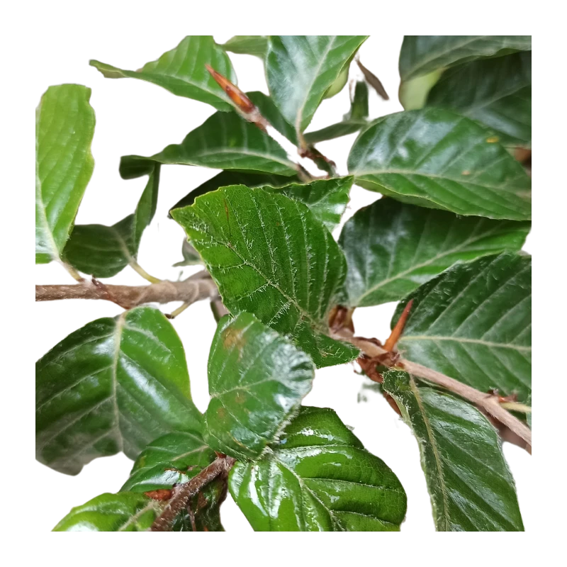 Fagus Sylvatica 4 Fagus Sylvatica - Imagen 2