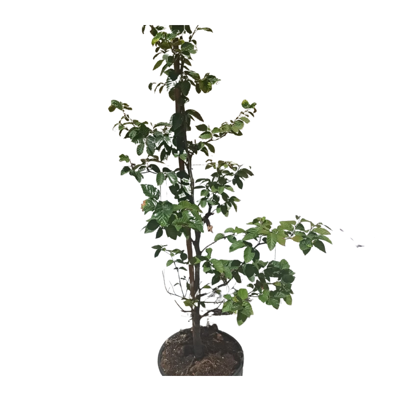 Fagus Sylvatica 3 Fagus Sylvatica