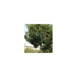 Falso Terebinto. Ejemplar