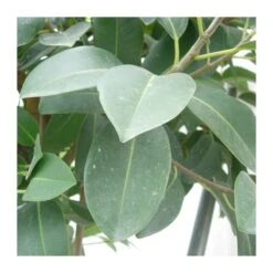 Ficus Australis -Semillas De Plantas ficus australis 1