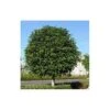 Ficus Australis 1 Ficus Australis -Semillas De Plantas ficus australis