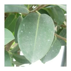 Ficus Australis -Semillas De Plantas ficus australis 2