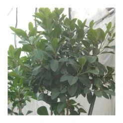 Ficus Australis -Semillas De Plantas ficus australis 3