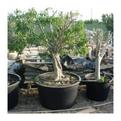 Ficus Benjamina Macrobonsai -Semillas De Plantas ficus benjamina macrobonsai 1