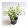 Ficus Benjamina Starlight -Semillas De Plantas ficus benjamina starlight
