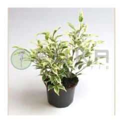 Ficus Benjamina Starlight