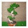 Ficus Ginsend Espiral -Semillas De Plantas ficus ginsend espiral